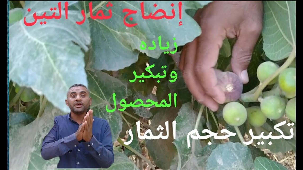 إنضاج ثمار التين/التبكير وزيادة المحصول/التقليم Ripening ...