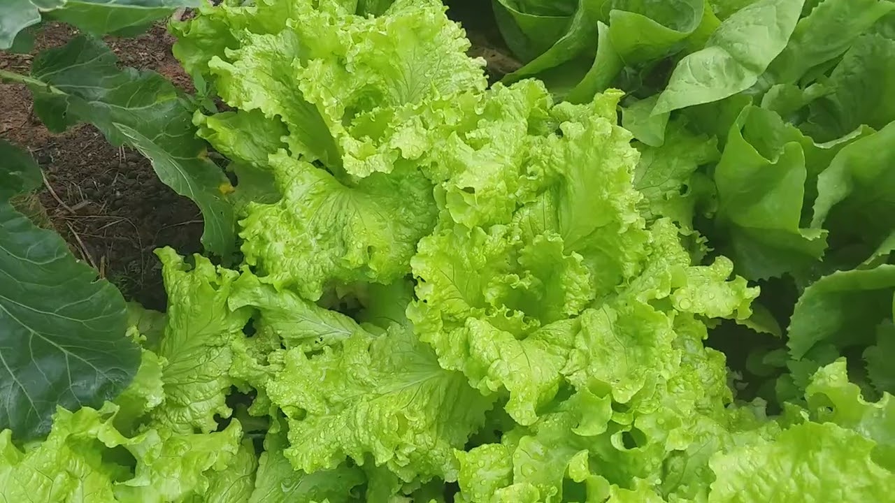 Acidente na hortinha!