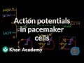 Action potentials in pacemaker cells | Circulatory system physiology | NCLEX-RN | Khan Academy