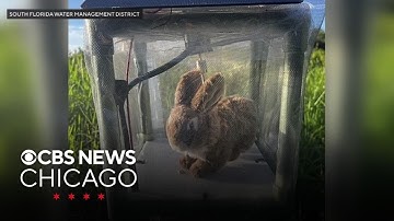 Florida deploys 120 robot rabbits to help control Burmese python population