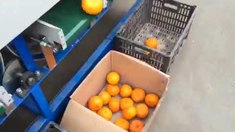 electric citrus fruit sorting machine, orange grading machine