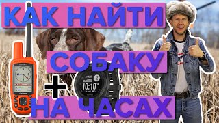 Инструкция! Как отследить свою собаку на часах Garmin fenix 5 plus, Instinct