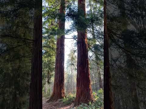 Redwood giants tower above the native trees in the UK. Visit Nymans for these beauts. #redwoods