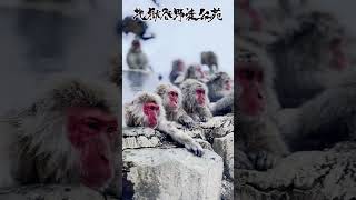 Snow Monkeys Bathing in Hot Spring | Jigokudani Monkey Park | Japan #shorts #snowmonkey