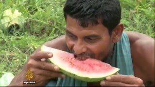 Bangladesh: Climate change impacts watermelon farmers