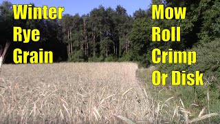 3 Ways To Deal With Tall Rye Grain In Deer Food Plots Without Big Equipment