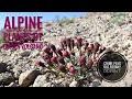 Plantes alpines du volcan lassen