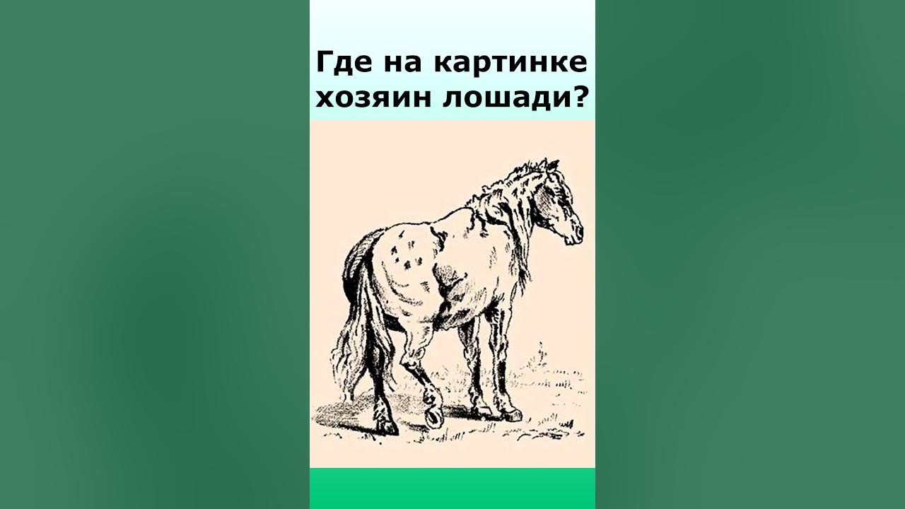 Карагез конь. Картинка лошадь и хозяин. Картинка Найди хозяина осла. Найти хозяина лошади Альцгеймера.