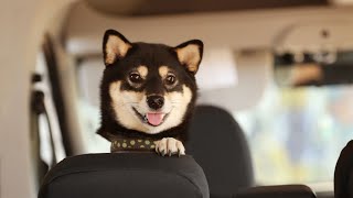 Uncover the Character Traits of Your Shiba Inu Based on Their Zodiac Sign