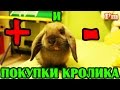 VLOG КРОЛИК ВСЯ ПРАВДА. Стоит ли покупать кролика? О чем нужно знать, покупая кролика!