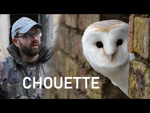 Vidéo: Où trouve-t-on les chouettes effraie ? Chouette effraie des clochers: description, photo, contenu à la maison