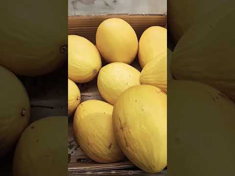 Berapa Harga melon di Romania? #melon #romania #harga #youtubeshorts #youtuberindonesia #shorts