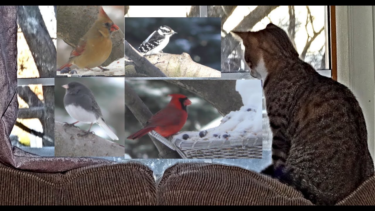 Птички для котов на экране со звуком. Видео для кошек птички. Птички для кошек на экране. Ролики для кошек с птичками.