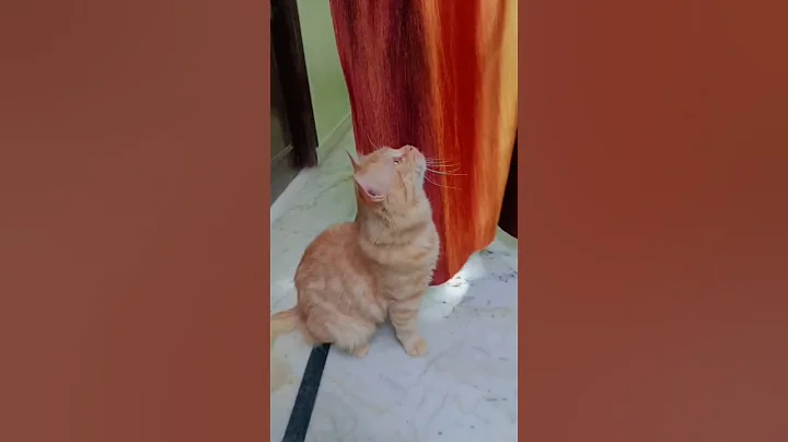 Video 11136351: persiancat cats catlover, persiancat pets catlover