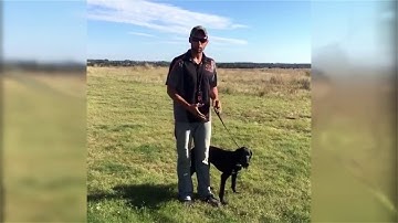 Teach your dog to heel in less than 15 minutes!