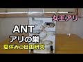 アリの巣観察【夏休みの自由研究】