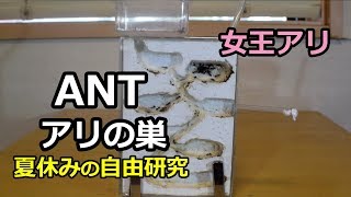 アリの巣観察【夏休みの自由研究】