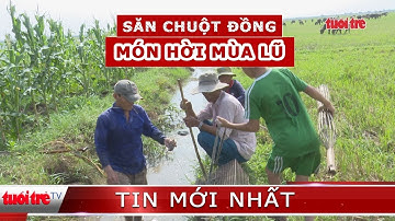 ⚡ Tin mới nhất | Săn chuột đồng mùa lũ kiếm vài trăm ngàn mỗi ngày
