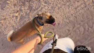 Luna the Pug Mix's First Day! - Off Leash K9 Tucson