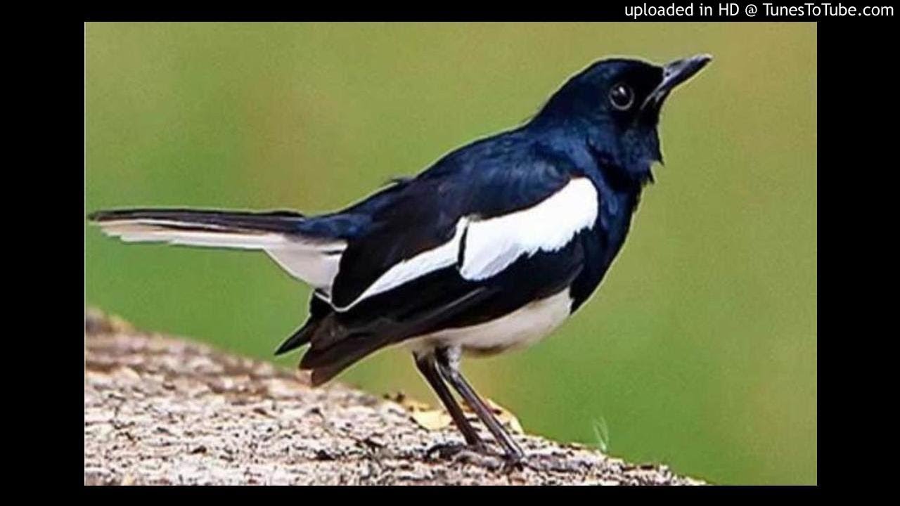 Suara Kicau Burung kacer untuk Pancingan Dan masteran  