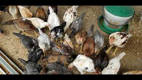 update.. my baby chicks is bigger  now