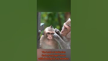 My Manager Hates Me | Work Meme