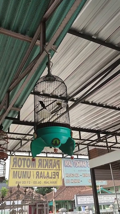 Kolibri Ninja Konin isian bajing kekes