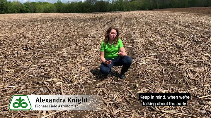 Early vs  Late Planted Soybeans
