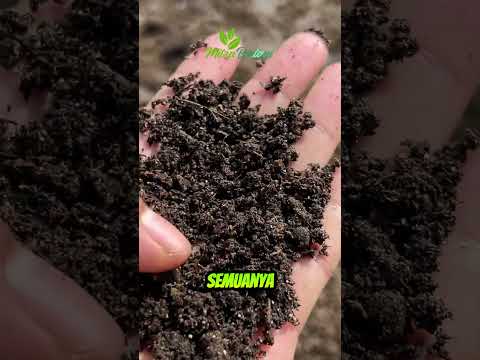 MODAL OLAH LAHAN BIKIN BENGKAK KALAU MENGABAIKAN SATU INI #pertanian #petani #petanimuda #fypシ #fyp