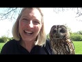 Tawny Owls at Feathers and Fur Falconry Centre