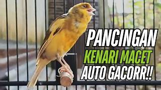 Terapi Burung Kenari Gacor isian mewah !! Bikin Kenari Macet Anda Langsung Bunyi