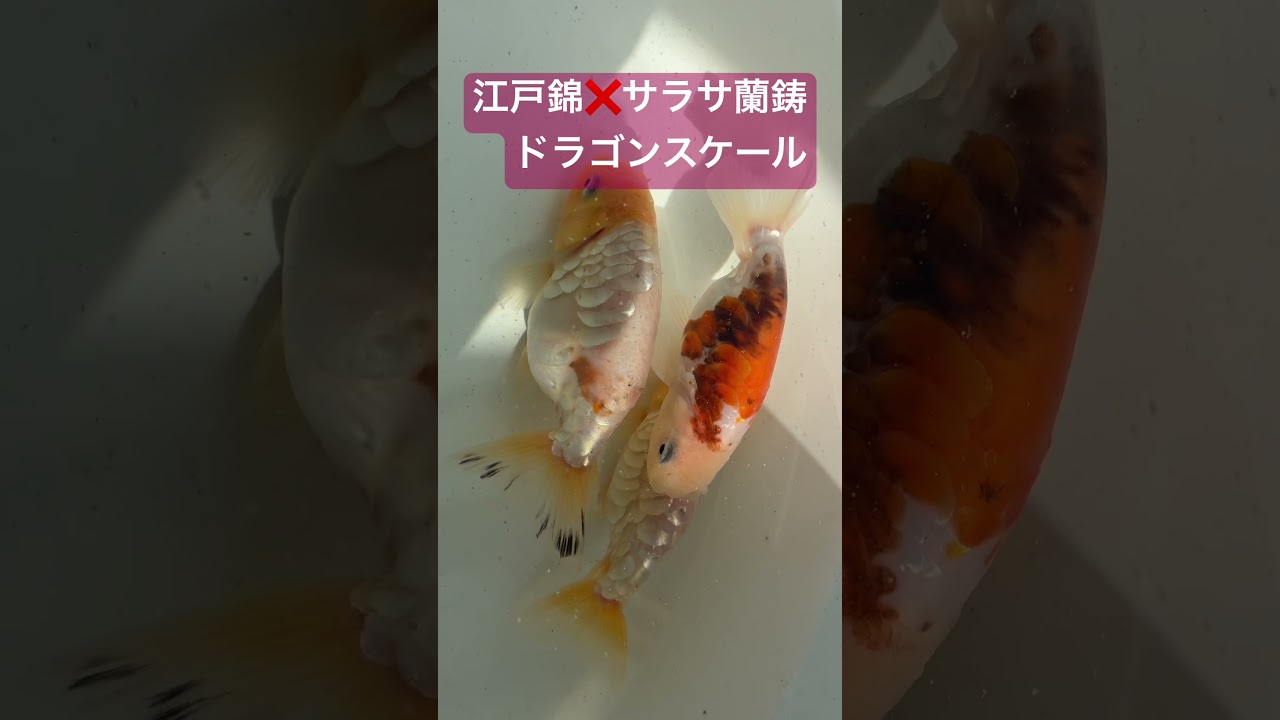 ドラゴンスケールらんちゅう 江戸錦✖️サラサ - YouTube