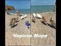 Лебеди в Черном Море