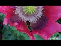 Butineuses sur des fleurs de pavot