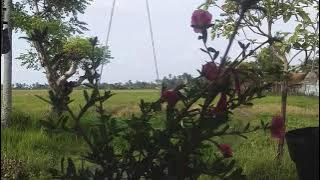 sholawat hai hamba tentara allah
