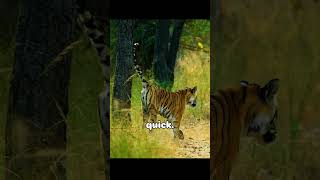 Tiger Thought This Bird Was Easy Prey… Then It Started Dancing 😳🦚