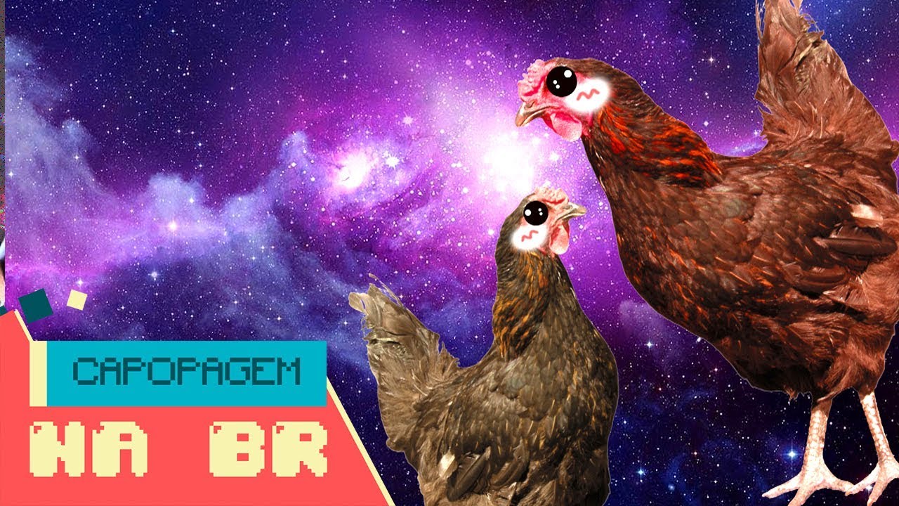 INTRODUCE THIS CHICKENS ON iTUNES! YouTube