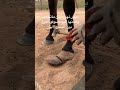 تقليم حافر الخيل كبير جدا 