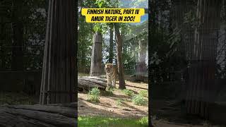 Amur tiger climbing for fresh meat hidden on the tree! Амурский тигр лезет за укрытым мясом!