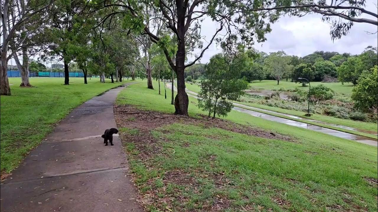 Kedron Brook Flooded dog puppy life YouTube