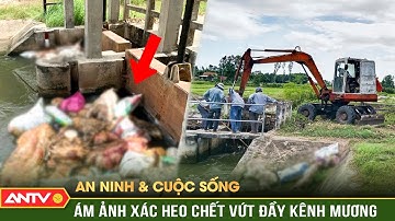 An ninh với cuộc sống: Hiểm họa khôn lường từ những xác lợn bệnh vứt la liệt dưới kênh mương | ANTV