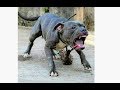 Pitbull l Aggressive l Danger dog l Latest videos l 2019
