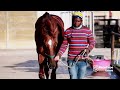 Eric Sands talks about Golden Ducat who returns after 18 months off the track