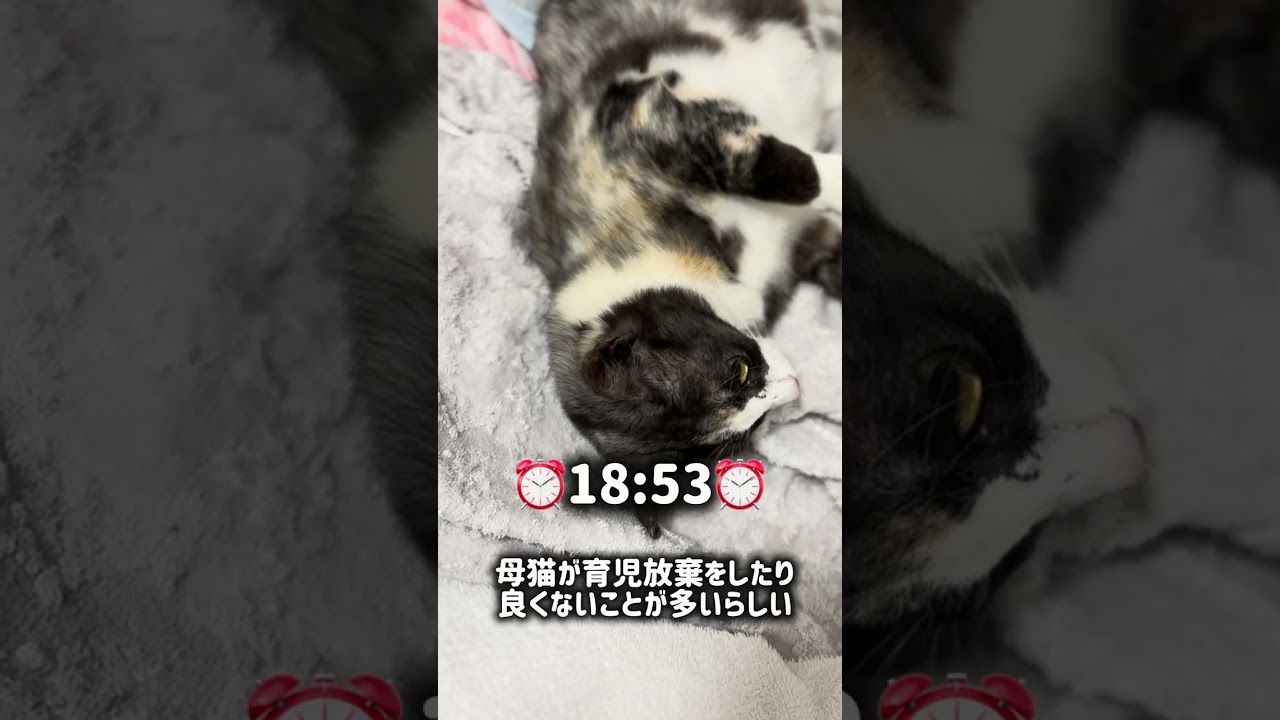 ねこまるがついに出産…！😭❤️ The first kitten was finally born!
