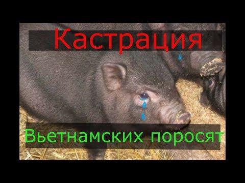 Как кастрировать вьетнамских поросят в домашних условиях видео