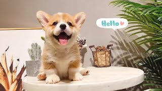 😂 Funny And Cutest Corgi Videos Compilation 🐶 Look at Their Short Legs 😁 - CuteAnimalShare by CuteAnimalShare 1,115 views 5 years ago 6 minutes, 22 seconds