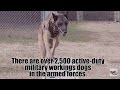Military Working Dogs Military Working Dogs