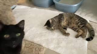 Adopted! Dill + Rosemary by HappyPurrs 142 views 3 years ago 1 minute, 12 seconds