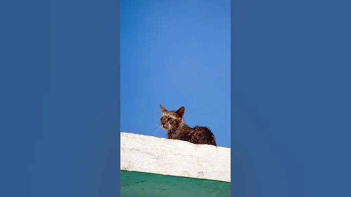 Watch the video about Virgo’s funny rooftop escape after bath! 🐱 #shorts2025 #funny #cat #grooming