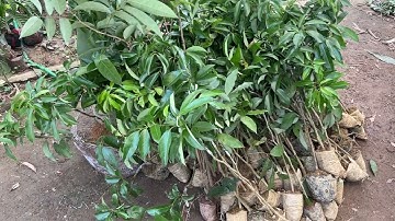 Giống vải thiều, vải u hồng chín sớm năng suất cao kinh tế mới || sdt/0867.878.995